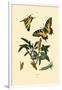 Swallowtail, 1833-39-null-Framed Giclee Print