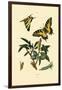 Swallowtail, 1833-39-null-Framed Giclee Print