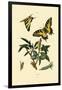 Swallowtail, 1833-39-null-Framed Giclee Print