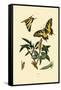 Swallowtail, 1833-39-null-Framed Stretched Canvas