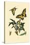 Swallowtail, 1833-39-null-Stretched Canvas