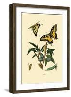 Swallowtail, 1833-39-null-Framed Giclee Print