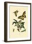 Swallowtail, 1833-39-null-Framed Giclee Print