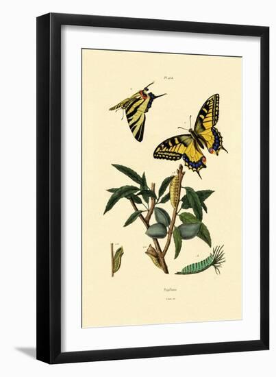 Swallowtail, 1833-39-null-Framed Giclee Print