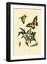 Swallowtail, 1833-39-null-Framed Giclee Print