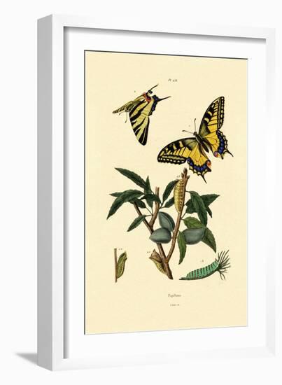 Swallowtail, 1833-39-null-Framed Giclee Print