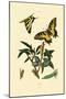 Swallowtail, 1833-39-null-Mounted Giclee Print