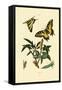 Swallowtail, 1833-39-null-Framed Stretched Canvas