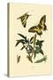 Swallowtail, 1833-39-null-Stretched Canvas