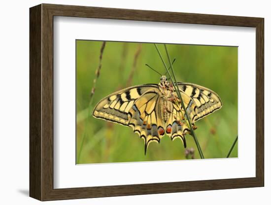 Swallowtail, Blade of Grass-Harald Kroiss-Framed Photographic Print