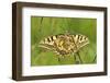 Swallowtail, Blade of Grass-Harald Kroiss-Framed Photographic Print