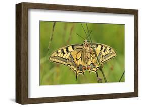 Swallowtail, Blade of Grass-Harald Kroiss-Framed Photographic Print