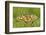 Swallowtail, Blade of Grass-Harald Kroiss-Framed Photographic Print