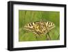 Swallowtail, Blade of Grass-Harald Kroiss-Framed Photographic Print