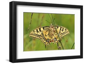 Swallowtail, Blade of Grass-Harald Kroiss-Framed Photographic Print