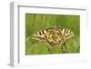 Swallowtail, Blade of Grass-Harald Kroiss-Framed Photographic Print