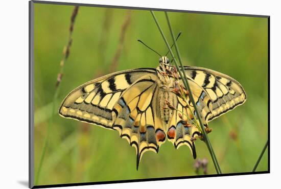 Swallowtail, Blade of Grass-Harald Kroiss-Mounted Photographic Print