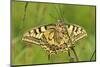 Swallowtail, Blade of Grass-Harald Kroiss-Mounted Photographic Print