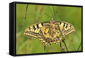 Swallowtail, Blade of Grass-Harald Kroiss-Framed Stretched Canvas