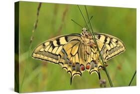 Swallowtail, Blade of Grass-Harald Kroiss-Stretched Canvas