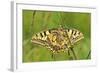 Swallowtail, Blade of Grass-Harald Kroiss-Framed Photographic Print