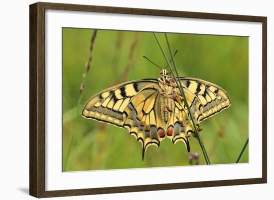 Swallowtail, Blade of Grass-Harald Kroiss-Framed Photographic Print