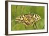 Swallowtail, Blade of Grass-Harald Kroiss-Framed Photographic Print