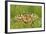 Swallowtail, Blade of Grass-Harald Kroiss-Framed Photographic Print