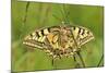 Swallowtail, Blade of Grass-Harald Kroiss-Mounted Photographic Print