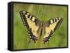 Swallowtail, Blade of Grass-Harald Kroiss-Framed Stretched Canvas