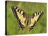 Swallowtail, Blade of Grass-Harald Kroiss-Stretched Canvas