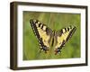 Swallowtail, Blade of Grass-Harald Kroiss-Framed Photographic Print