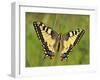 Swallowtail, Blade of Grass-Harald Kroiss-Framed Photographic Print