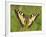 Swallowtail, Blade of Grass-Harald Kroiss-Framed Photographic Print