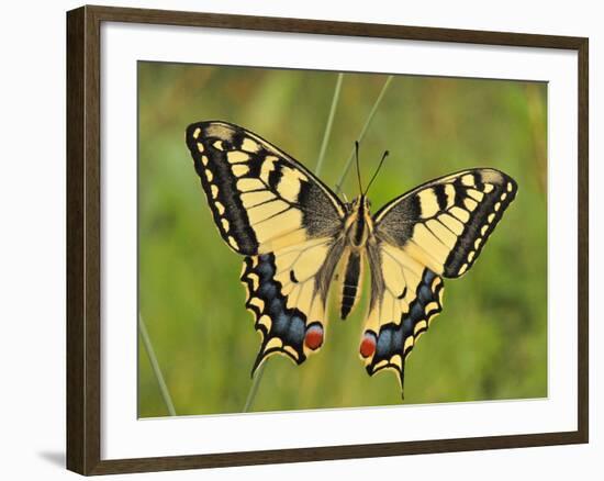 Swallowtail, Blade of Grass-Harald Kroiss-Framed Photographic Print