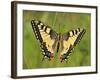 Swallowtail, Blade of Grass-Harald Kroiss-Framed Photographic Print