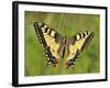 Swallowtail, Blade of Grass-Harald Kroiss-Framed Photographic Print