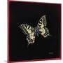 Swallowtail Butterfly, 1999-Amelia Kleiser-Mounted Giclee Print