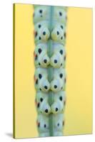 Swallowtail butterfly caterpillar feet gripping stem-Edwin Giesbers-Stretched Canvas