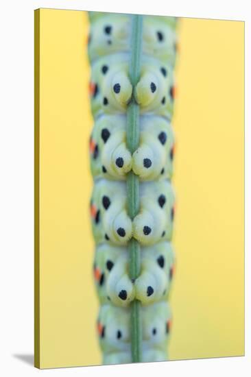 Swallowtail butterfly caterpillar feet gripping stem-Edwin Giesbers-Stretched Canvas