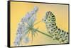 Swallowtail butterfly caterpillar on wild carrot flowers-Edwin Giesbers-Framed Stretched Canvas