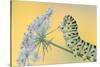 Swallowtail butterfly caterpillar on wild carrot flowers-Edwin Giesbers-Stretched Canvas