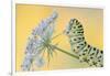 Swallowtail butterfly caterpillar on wild carrot flowers-Edwin Giesbers-Framed Photographic Print