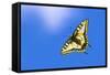 Swallowtail butterfly in flight, Finland-Jussi Murtosaari-Framed Stretched Canvas