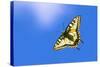 Swallowtail butterfly in flight, Finland-Jussi Murtosaari-Stretched Canvas