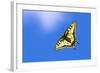 Swallowtail butterfly in flight, Finland-Jussi Murtosaari-Framed Photographic Print