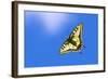 Swallowtail butterfly in flight, Finland-Jussi Murtosaari-Framed Photographic Print