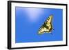 Swallowtail butterfly in flight, Finland-Jussi Murtosaari-Framed Photographic Print