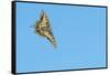 Swallowtail butterfly in flight, The Netherlands-Edwin Giesbers-Framed Stretched Canvas