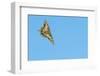 Swallowtail butterfly in flight, The Netherlands-Edwin Giesbers-Framed Photographic Print